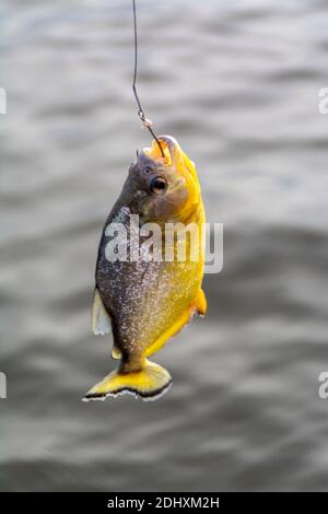 Ein Gelber Bauch Piranha hängt an einem Stück gefangen Von frischem Rindfleisch als Köder ein Stück Draht verwendet An einem kurzen Stock befestigt, der als Angelrute verwendet wird Durch ein Stockfoto