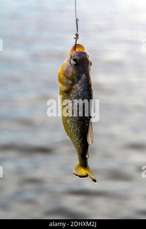 Ein Gelber Bauch Piranha hängt an einem Stück gefangen Von frischem Rindfleisch als Köder ein Stück Draht verwendet An einem kurzen Stock befestigt, der als Angelrute verwendet wird Durch ein Stockfoto