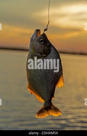 Ein Gelber Bauch Piranha hängt an einem Stück gefangen Von frischem Rindfleisch als Köder ein Stück Draht verwendet An einem kurzen Stock befestigt, der als Angelrute verwendet wird Durch ein Stockfoto