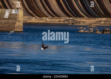 Weißkopfseeadler fliegt über den Fluss in der Nähe von Damm in Maryland. Stockfoto