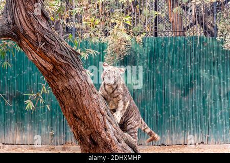 Ein weißes Tigerkub, das versucht, einen Baum im Tigergehege im National Zoological Park Delhi zu besteigen, der auch als Zoo von Delhi bekannt ist. Stockfoto