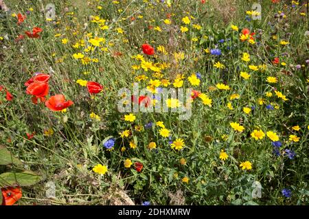 Nahaufnahme von bunten Wildblumen Wiese mit Mohnblumen Kornblumen und gelb Gänseblümchen Großbritannien Stockfoto