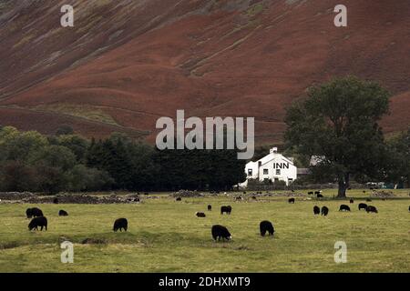 GROSSBRITANNIEN / England /Lake District/Wasdale Head Inn, mit einer Herde von Schafen, die im Wasdale Valley grasen. Stockfoto