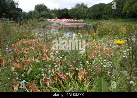 Blühende Wildblumen vor karibischer Flamingoumzäunung Slimbridge Cafe Wildfowl Trust Großbritannien Stockfoto