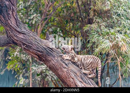 Ein weißes Tigerkub, das versucht, einen Baum im Tigergehege im National Zoological Park Delhi zu besteigen, der auch als Zoo von Delhi bekannt ist. Stockfoto