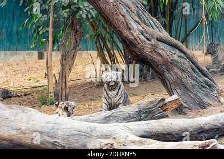 Ein weißes Tigerjunges, das mit einem lustigen Blick in den Himmel blickt, im Tigergehege im National Zoological Park Delhi, auch bekannt als Delhi Zoo. Stockfoto