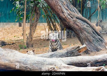 Ein weißes Tigerjunges, das sein Gesicht mit seiner rosa Zunge leckt, im Tigergehege im National Zoological Park Delhi, auch bekannt als Delhi Zoo. Stockfoto