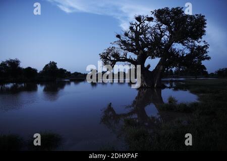 Überflutete Felder erstrecken sich über das Niger-Inland-Delta bei Djenné, Mali, Westafrika. Stockfoto