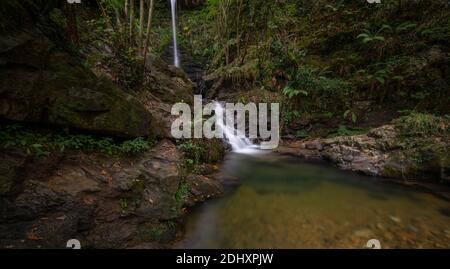 Kleiner Wasserfall in einem Wald mit Farnen und transparentem Wasser Stockfoto