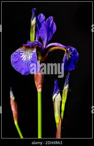 Sibirische Iris (Iris sibirica) mit Knospen vor schwarzem Hintergrund Stockfoto