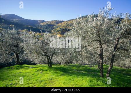 Panoramablick auf einen Olivenhain in der toskanischen Landschaft in der Nähe der Berge unter dem ersten Licht der Dämmerung. Herbstlandschaft im Hintergrund Stockfoto