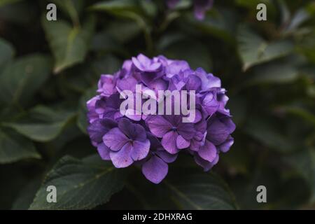 Nahaufnahme der violetten Blume auf außer Fokus Grüne Blätter Stockfoto