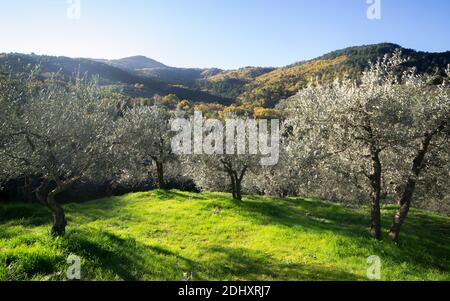 Panoramablick auf einen Olivenhain in der toskanischen Landschaft in der Nähe der Berge unter dem ersten Licht der Dämmerung. Herbstlandschaft im Hintergrund Stockfoto