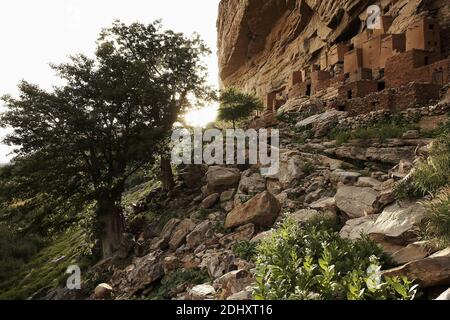 Afrika /Mali/ Dogon Country/Dogon Village in den Sandstein gebaut, wurde das Dorf Teli gebaut Cliff.Tabaco Pflanzen wachsen zwischen den Felsen Stockfoto