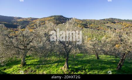 Panoramablick auf einen Olivenhain in der toskanischen Landschaft in der Nähe der Berge unter dem ersten Licht der Dämmerung. Herbstlandschaft im Hintergrund Stockfoto