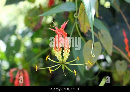Blütenpollen auf giftiger Flamme Lilienblüte auch bekannt als Schleichende Lilie, glorreiche Lilie Stockfoto
