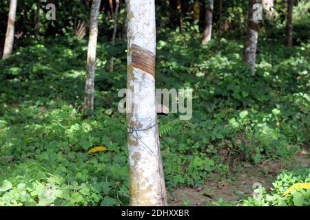 Selektiver Fokus auf abgesperrten entfernten Teil des Gummibaums Auf der Kautschukplantage in Sri lanka Stockfoto