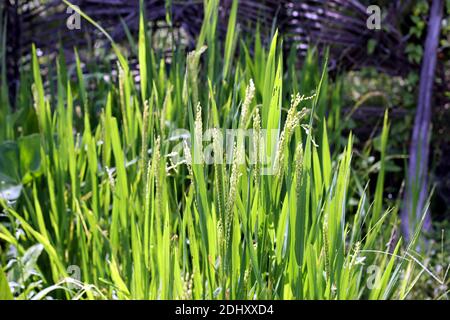 Unreife Reispflanzen haben junge Reispflanzen Stockfoto