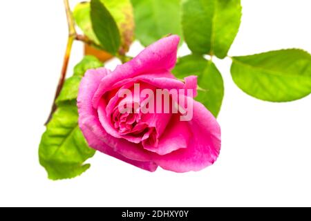 Einsame rosa Rose auf seinem Stamm vor einem weißen Hintergrund Stockfoto