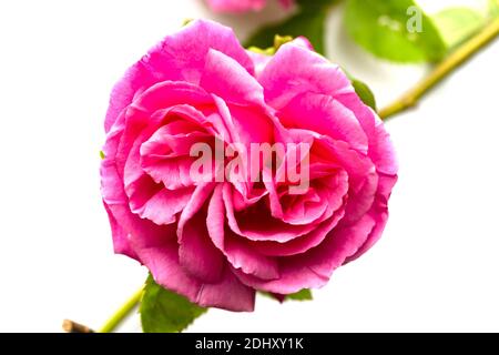Einsame rosa Rose auf seinem Stamm vor einem weißen Hintergrund Stockfoto
