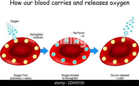 Sauerstoff und Hämoglobin. Wie unser Blut Sauerstoff transportiert und freisetzt. Rote Blutkörperchen mit Hämoglobinmolekül. Konzept Poster über Sauerstofftransport Stock Vektor