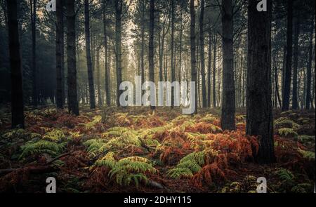 Farns and Pines, Wheldrake Wood, York Stockfoto