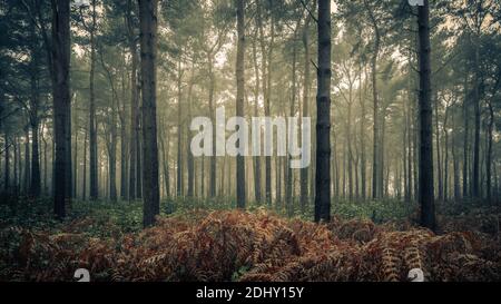 Kiefern und Farne, Wheldrake Wood, York Stockfoto