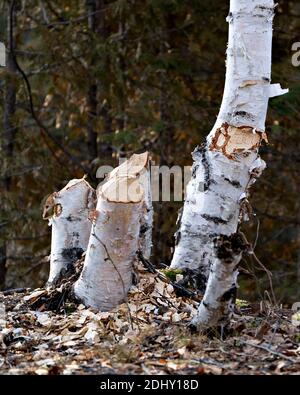 Biber Schnitt Birke Stock Foto. Biberzähne Flecken. Biberarbeit. Biber Aktivität Stock Foto. Baum vom Biber gefällt. Birke von Be abgehauen Stockfoto