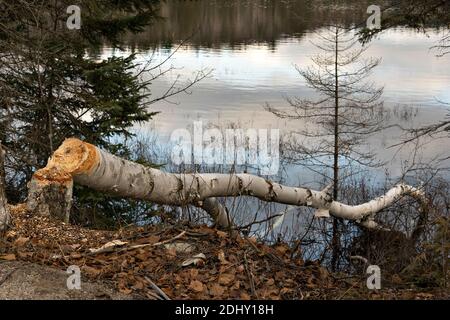 Biber Schnitt Birke Stock Foto. Biberzähne Flecken. Biberarbeit. Biber Aktivität Stock Foto. Baum vom Biber gefällt. Birke von Be abgehauen Stockfoto