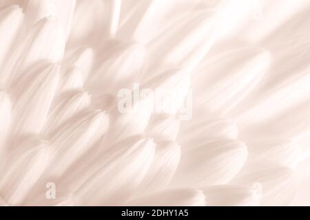 Makro-Aufnahme von Gerbera Blütenblätter als abstrakten natürlichen Hintergrund, setzen Segel Champagner Farbtrend Stockfoto