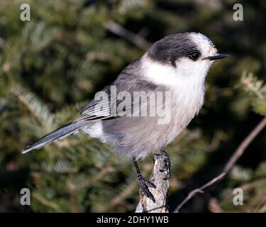 Grey Jay Nahaufnahme Profil mit einem unscharfen Hintergrund in seiner Umgebung und Lebensraum thront, zeigt graue Feder Gefieder und Vogelschwanz. Bild. Stockfoto