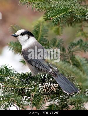 Grey Jay close-up Profil Ansicht auf einem Tannenzweig in seiner Umgebung und Lebensraum thront, zeigt graue Feder Gefieder und Vogelschwanz. Weihnachten Stockfoto