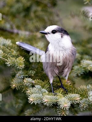 Grey Jay close-up Profil Ansicht auf einem Tannenzweig in seiner Umgebung und Lebensraum thront, zeigt graue Feder Gefieder und Vogelschwanz. Weihnachten Stockfoto