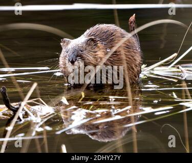 Bisamratte Stock Fotos. Bisamratte im Wasser zeigt sein braunes Fell durch einen Baumstamm mit einem verschwommenen Wasserhintergrund in seiner Umgebung und seinem Lebensraum. Bild. Stockfoto