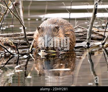 Bisamratte Stock Fotos. Bisamratte im Wasser zeigt sein braunes Fell durch einen Baumstamm , Blick auf die Kamera und essen Baum Zweig mit einem verschwommenen Wasser Hintergrund Stockfoto