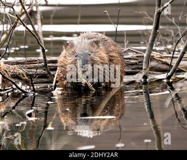 Bisamratte Stock Fotos. Bisamratte im Wasser zeigt sein braunes Fell durch einen Baumstamm , Blick auf die Kamera und essen Baum Zweig mit einem verschwommenen Wasser Hintergrund Stockfoto