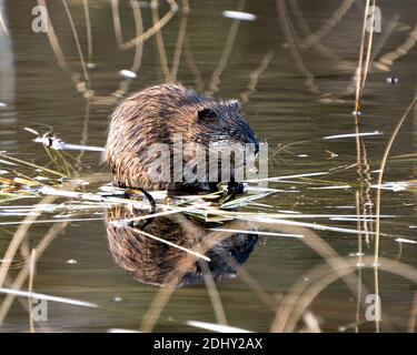 Bisamratte Stock Fotos. Bisamratte im Wasser zeigt sein braunes Fell durch einen Baumstamm mit einem verschwommenen Wasserhintergrund in seiner Umgebung und seinem Lebensraum. Bild. Stockfoto