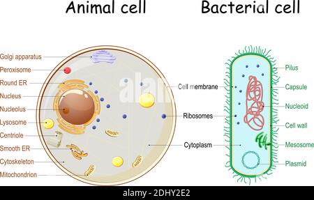 Vergleich der Struktur von bakteriellen und tierischen Zellen. Querschnitt und Anatomie der Zelle. Biologiediagramm. Vektorgrafik auf weißem Hintergrund Stock Vektor