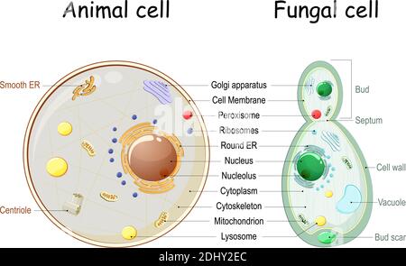 Tierische Zelle und Pilz (Hefe) Zellstruktur. Querschnitt und Anatomie der Zelle. Biologiediagramm. Vektorgrafik auf weißem Hintergrund Stock Vektor