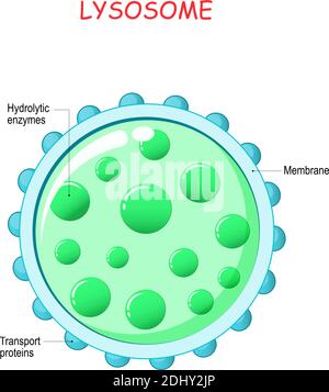 Lysosomanatomie. Hydrolytische Enzyme, Membran- und Transportproteine. Dieses Organell verwendet die Enzyme, um Viruspartikel oder Bakterien abzubauen Stock Vektor