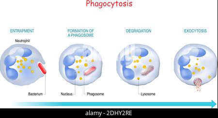 Phagozytose. Neutrophil, das seine Plasmamembran verwendet, um ein Bakterium zu verschlingen. Von der Endozytose bis zur Exozytose. Aufschluss Stock Vektor