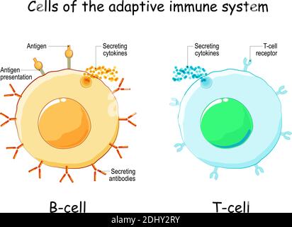 Zellen des adaptiven Immunsystems (Immunantwort). B-Lymphozyten und T-Zellen. Typen und Funktion von Lymphozyten. Infografiken. Vektorgrafik Stock Vektor