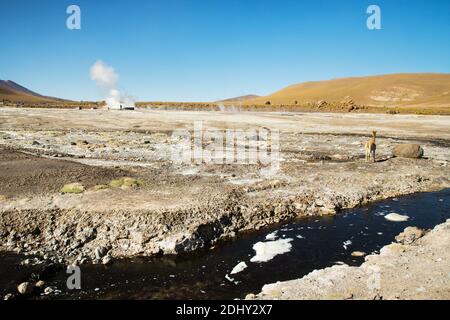 El Tatio Geysir Feld und Geothermie Gebiet, hoch in den Anden, Atacama Region, Nord-Chile, Südamerika Stockfoto