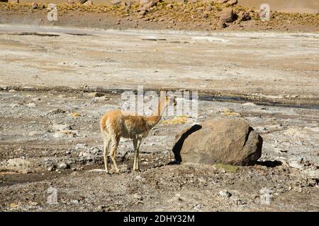 Ein Vicuna in der Nähe der Geysire El Tatio, Nordchile Stockfoto