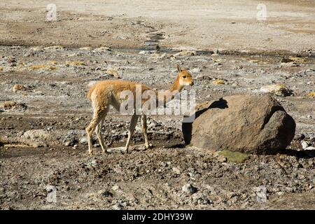 Ein Vicuna in der Nähe der Geysire El Tatio, Nordchile Stockfoto