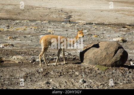 Vicunas trinken an einer warmen Quelle im Geysir-Feld El Tatio, Chile Stockfoto