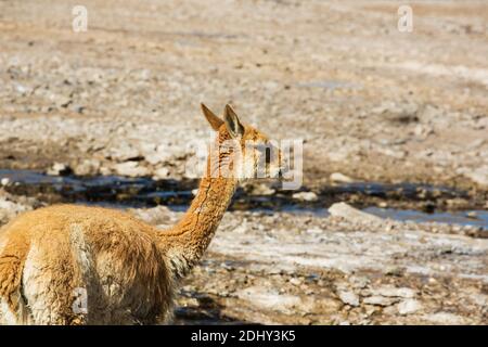 Vicunas trinken an einer warmen Quelle im Geysir-Feld El Tatio, Chile Stockfoto