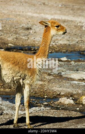 Vicunas trinken an einer warmen Quelle im Geysir-Feld El Tatio, Chile Stockfoto