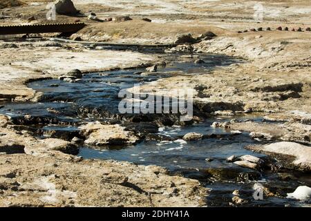 Vicunas trinken an einer warmen Quelle im Geysir-Feld El Tatio, Chile Stockfoto