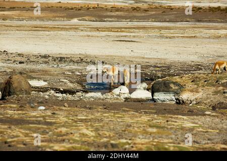 Vicunas trinken an einer warmen Quelle im Geysir-Feld El Tatio, Chile Stockfoto